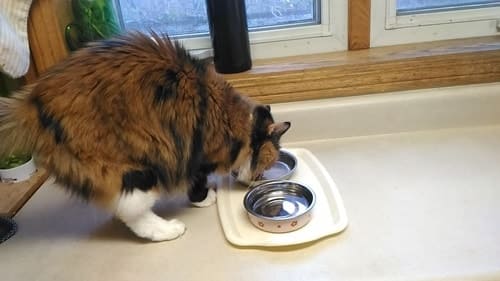 オリゴ糖を猫の餌に入れる