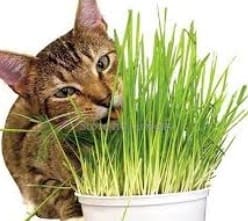エンバクは猫草として良く使われる