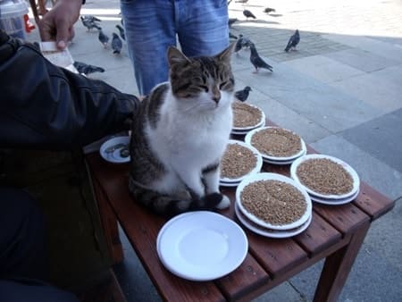 トルコの猫達