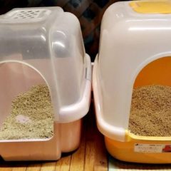 固まる猫砂はなぜ危険？ | 安全でおすすめできる猫砂